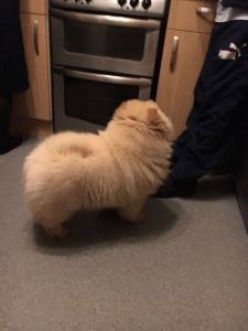 cavapoo pups for sale