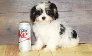 Potty Trained Cavapoo Puppies