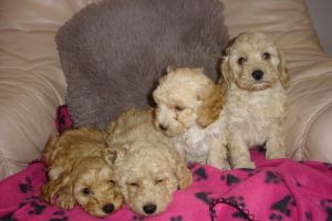 cavapoo puppies for sale