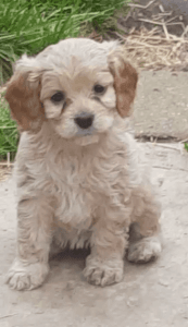 Cavapoochon Puppies