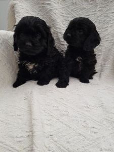 Toy Cavapoo Puppies