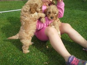 Gorgeous Cavapoo Puppies Available