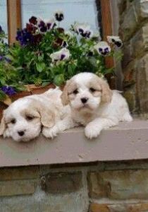 Cavapoo Puppies