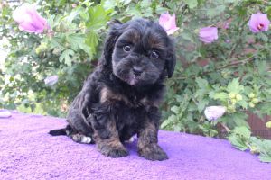 asher cavapoo male