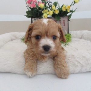 KYLEE CAVAPOO