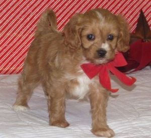 Beautiful Cavapoo Puppies