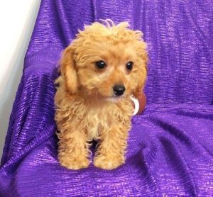 Top Class Cavapoo Puppies