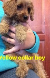 Two Cavapoo Pups F1 Pra Clear Fully Vaccinated