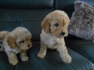 Beautiful Litter Of Cavapoos