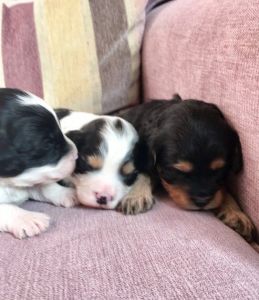 Stunning Cavapoo Puppies For Sale