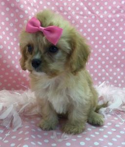 Cavapoo Puppy for sale