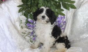 Gorgeous Cavapoo Puppies
