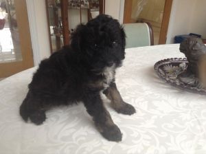 Outstanding Litter Of Cavapoos