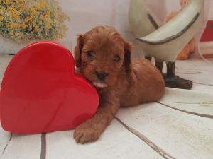 F1 Toy Cavapoo Puppys