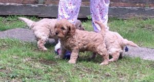 F1 Toy Teddy Cavapoo Pups Health Tested
