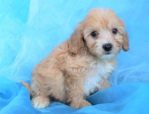 Sweet Cavapoo Puppies for Sale. Text (***) ***-***9