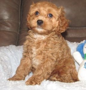 Darling Little Apricot/red Male Cavapoo Puppies text (***) ***-***7