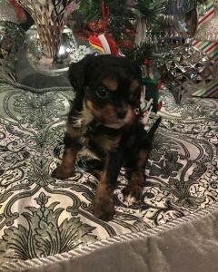 Super cute Cavapoo Puppies Set And Ready