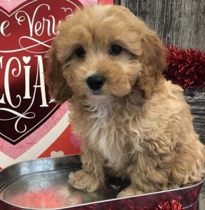 Lovable Little Cavapoo Puppies