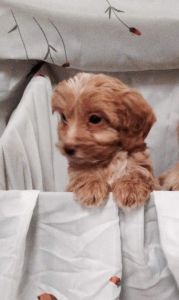 beautifle litter of toy cockapoos I have girls and boys available.