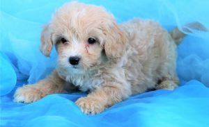 Beautiful Cavapoo Puppies For Sale. (***) ***-***2