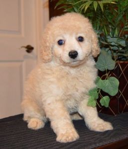 CKC registered Cavapoo Puppies For Sale