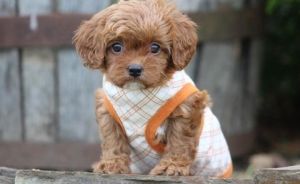 Sweet little ruby colored cavapoo puppies