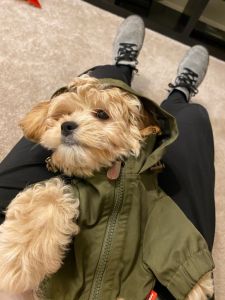 Beautiful 5mth old Cavapoo