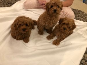 F1b Fox Red Cavapoo Puppies.