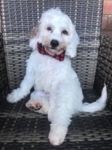 12 Week Old F1b Male Cavapoo Puppy for Sale