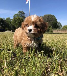Cavapoo puppies
