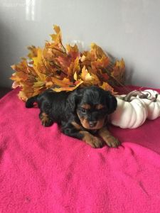 Cavapoos for sale at comfortable price