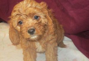 Current vaccinated Cavapoos available