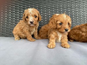 Cavapoo Puppies