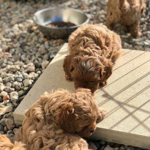 Cavapoo Puppies