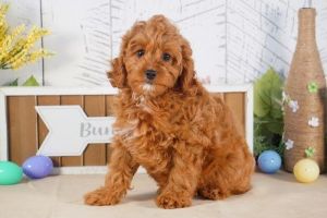 Cute Cavapoo puppies ready