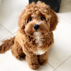 beautiful cavapoo