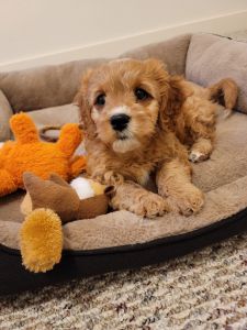 Male Cavapoo Puppy