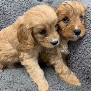 Healthy cavapoo