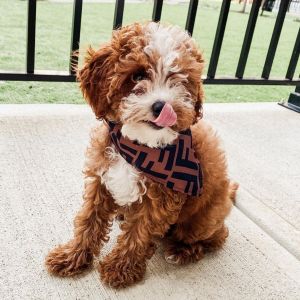 Cavapoo puppies for adoption