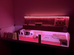 Meerschweinchen Gruppe sucht neues Zuhause