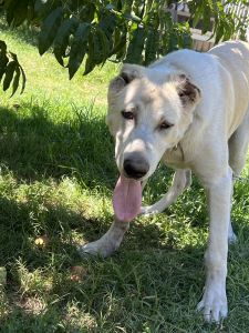 Central Asian shepherd dog