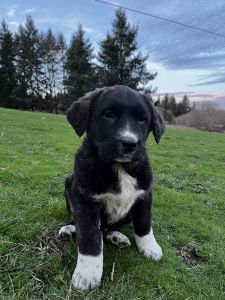 Puppy for sale! ⭐️