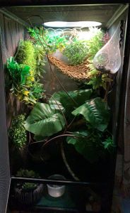 Veiled Chameleon for sale!