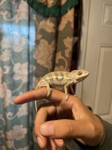 Ambilobe Panther Chameleon