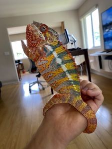 Ambilobe Panther Chameleon