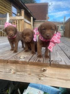 Chesador Retrievers