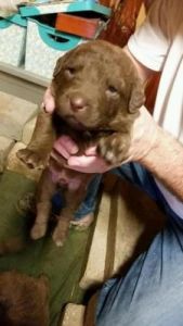 Awesome Chesapeake Bay Retriever puppies
