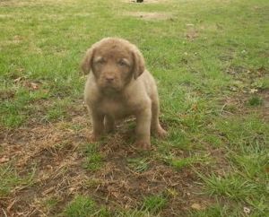 Akc Chesapeake Bay Retriever Puppies For Sale