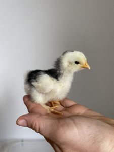 Mottled Cochin Bantam
